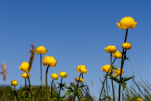 Trollblumen vor Himmel