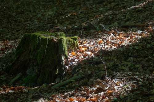 Lichtpruetze an moosigem Baumstumpf