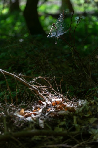 lichtpruetze auf Spinnennetz