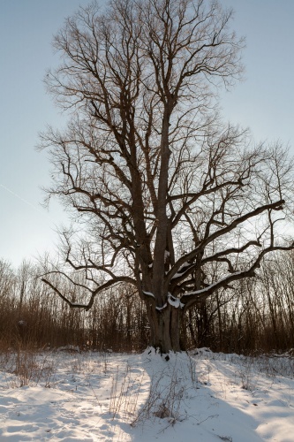 Reste Lindenallee Baum 3