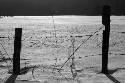 gras und Draht 3