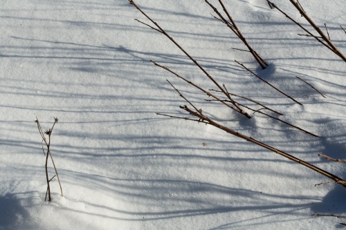 Strauchschatten