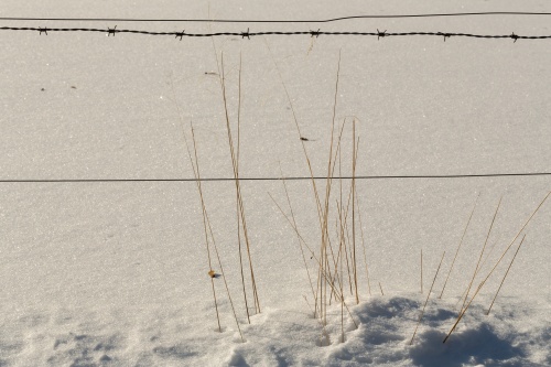 gras und Draht 2