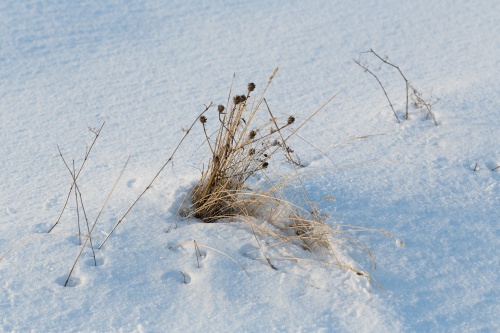 Ueberwintern
