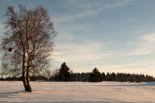 Birke im Abendlicht