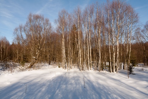 Moor-Birken