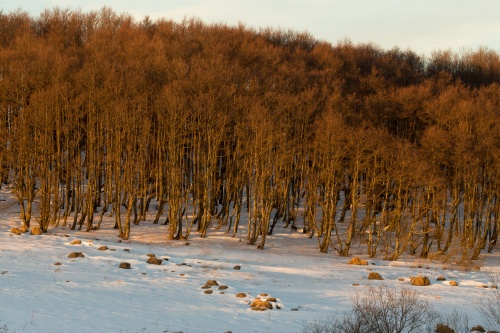 Wald im Abendlicht mit Felsen
