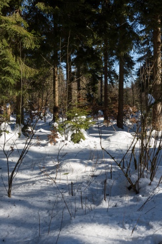 Schornecke - Winterwanderweg