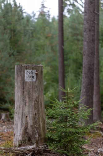 Zoom-In Freundlicher Wald