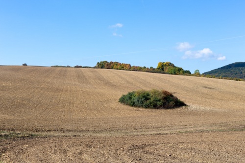 Feld mit Insel bei Oberkatz
