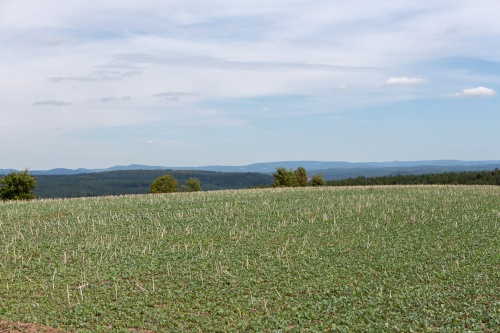 Maisfeld bei Oepfershausen