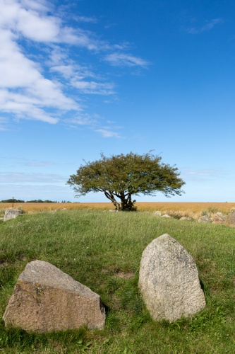 Weissdorn am Grosssteingrab Nobbin Habitus mit Himmel