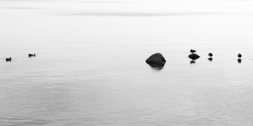 Enten und Findlinge