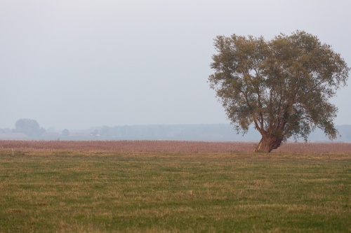 Weide auf Ummanz