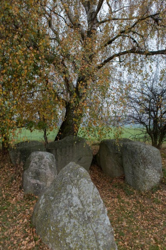 Grosssteingrab mit Birke