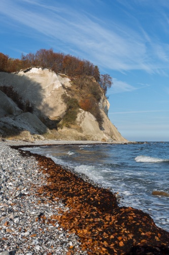 Buchenlaub und Seetang