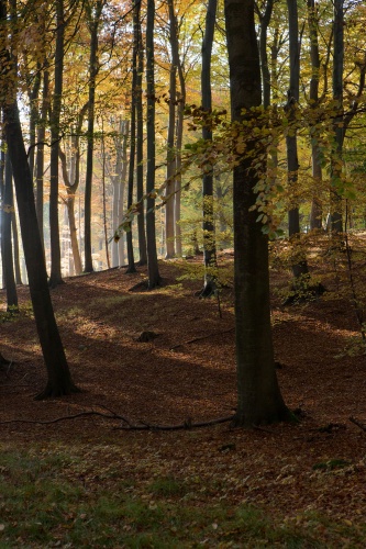 Gegenlicht im Buchenwald