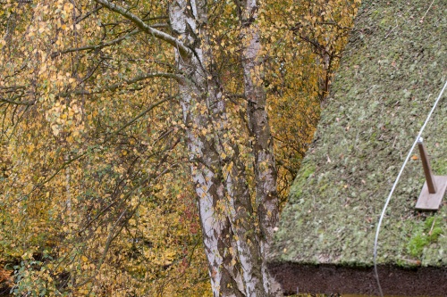 Birken und Dach auf Vilm