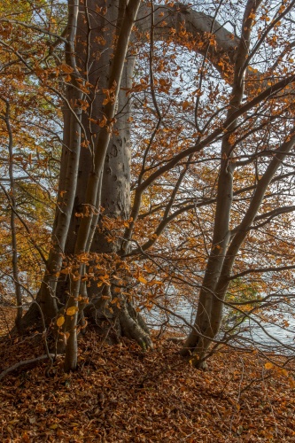 Buche am Kliff im Goor-Wald