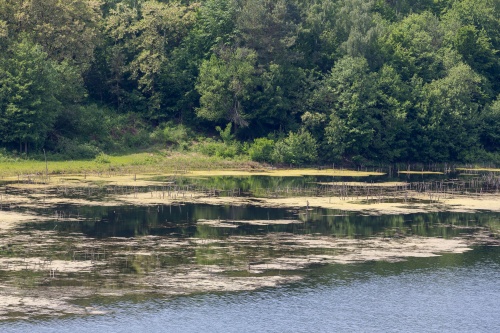 Naturschutzgebiet Gehspitzweiher-4