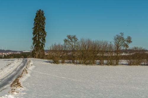 Fichte bei Heuhof