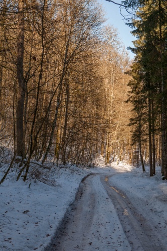 Waldweg bei Heuhof
