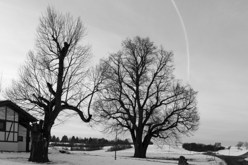 Linden auf dem Galgenberg in Hayingen