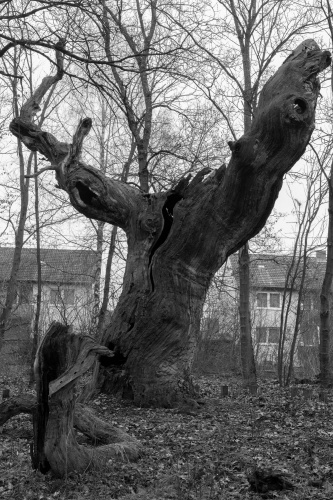 Wohnungnaher, lebender Metusalem