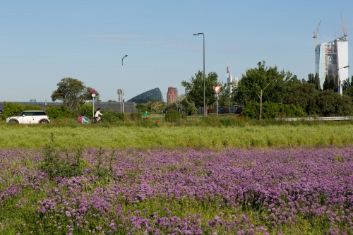 Pimpinelle und Schnittlauch