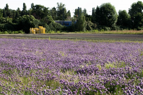 Schnittlauch vor Eisenbahn