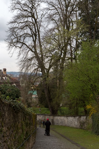 Linde unterhalb der Martinskapelle Habitus