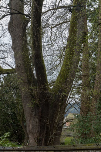Linde unterhalb der Martinskapelle Staemme