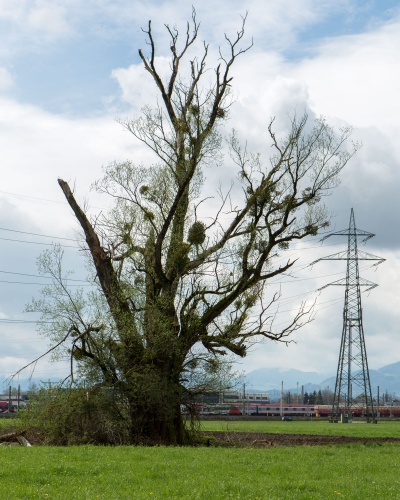 Zoom-In Silberweide in Wolfurt Habitus 2
