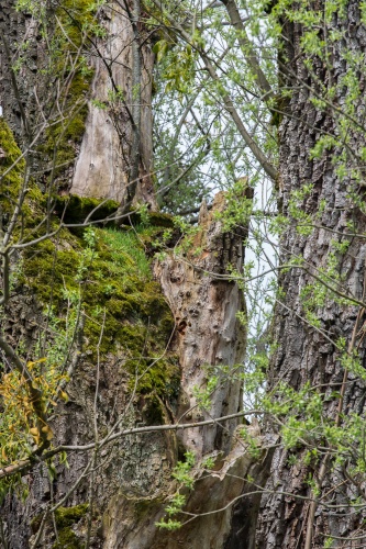 Zoom-In Silberweide in Wolfurt mit Bruchstellen