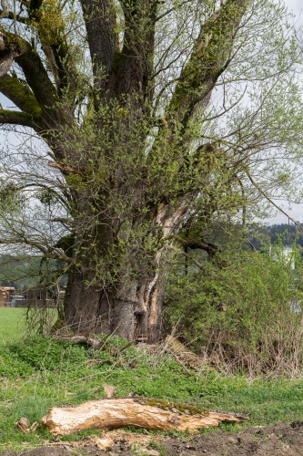 Zoom-In Silberweide in Wolfurt mit frischem Bruch