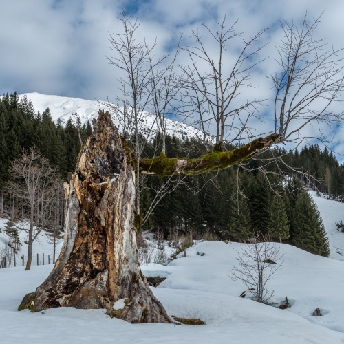 Ahorn mit Lawinen- und Blitzschaden