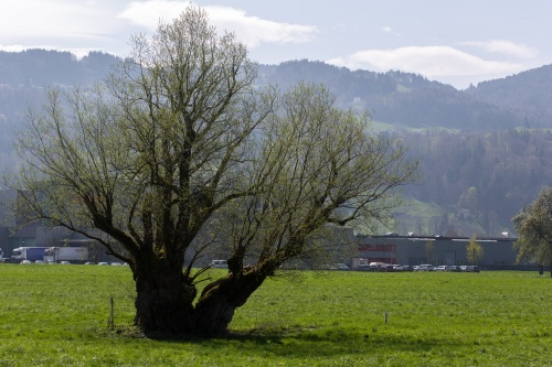 Silberweide in Geissau Habitus 2