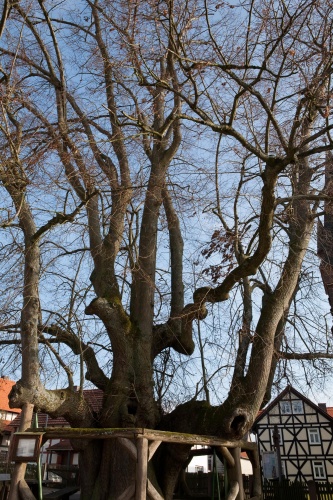 Vergrößern Tanzlinde in Himmelsberg