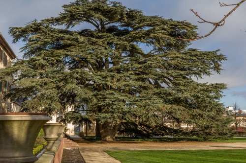 Vergrößern Libanon-Zeder in Bad Homburg
