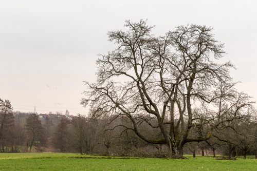 Vergrößern Speierling Habitus von Nord-Ost