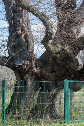 Lausbaeumchen - Flatterulme-14