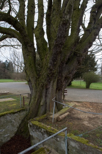 Kastanie an der Christiansmuehle Brunnenmauer