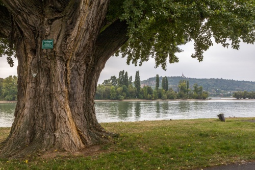 Schwarzpappel, Populus nigra-2