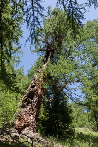 Hohle Laerche Obergesteln