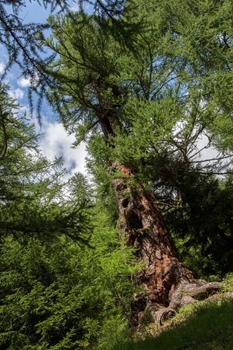 Hohle Laerche in Obergesteln