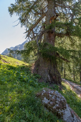 Laerche im Binntal