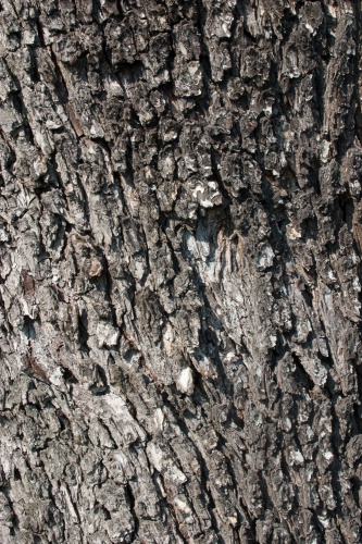 Speierling auf Ackerflaeche-2