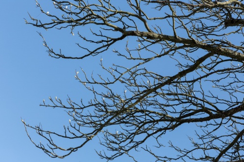 Speierling im Garten 3