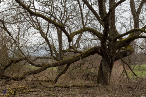 Vernachlaessigter Speierling