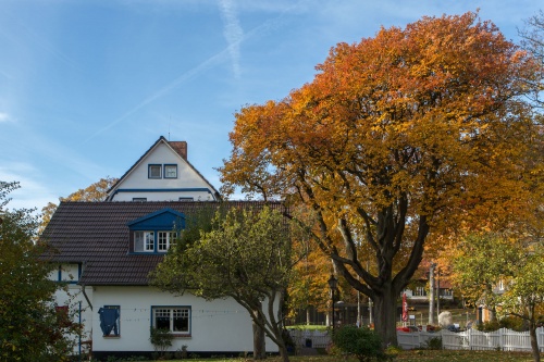 Schwedische Mehlbeere - Habitus am Vormittag